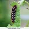 zerynthia caucasica larva5f